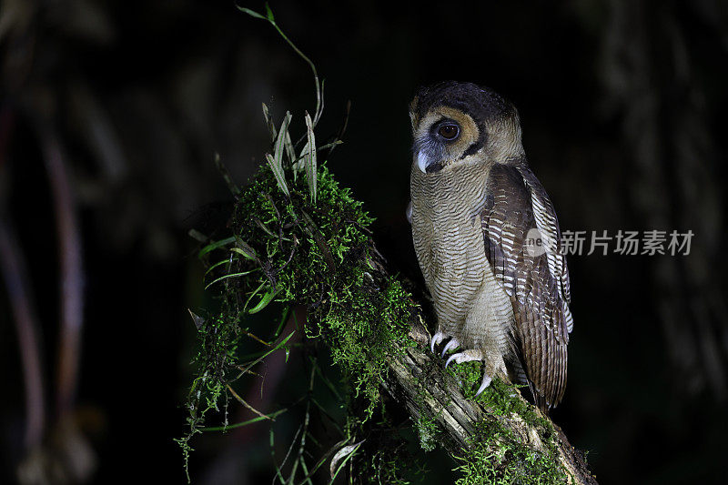 夜行鸟剪影:成年褐林鸮(Strix leptogrammica)